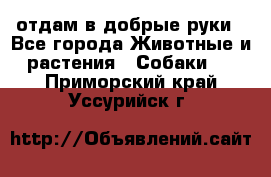 отдам в добрые руки - Все города Животные и растения » Собаки   . Приморский край,Уссурийск г.